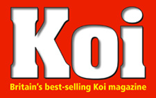 japanese high grade koi carp