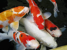 High Grade Koi Carp for Sale